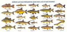 poissons de lacs et rivières